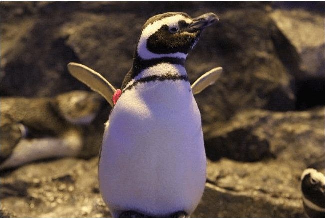 すみだ水族館のペンギン