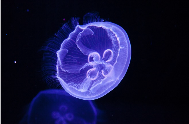 すみだ水族館のくらげ