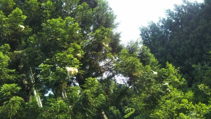 芦見谷芸術の森に暮らす準絶滅危惧種モリアオガエルが産卵する池の上の木