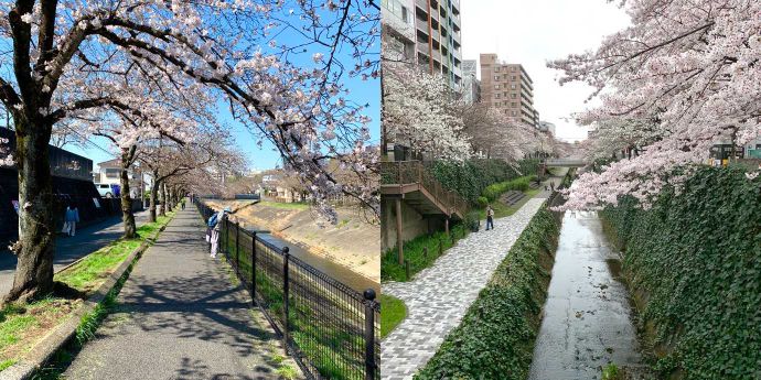 多摩美術大学美術館周辺にある乞田川の桜