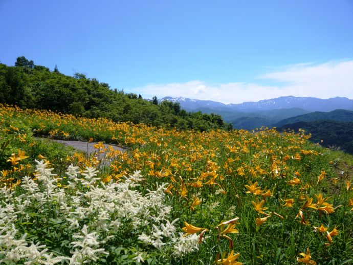 白山高山植物園