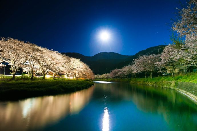 静岡県松崎町にある那賀川沿いの桜並木(夜桜）