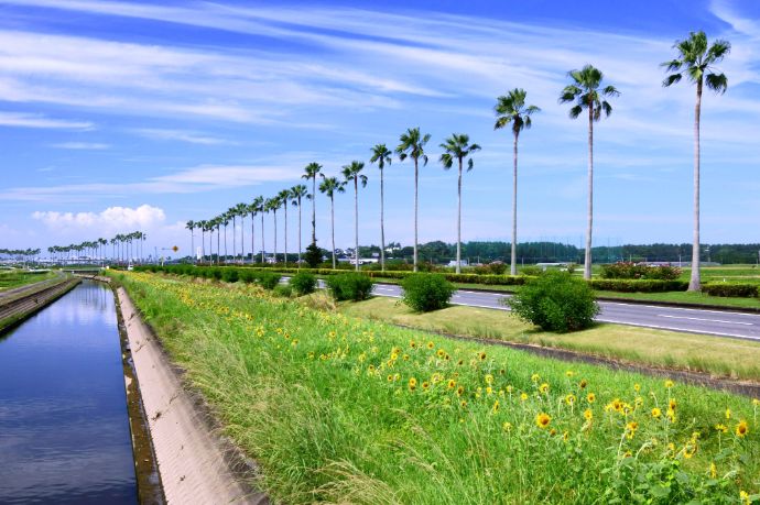 宮崎県の市街地の大通りに立ち並ぶワシントニアパーム