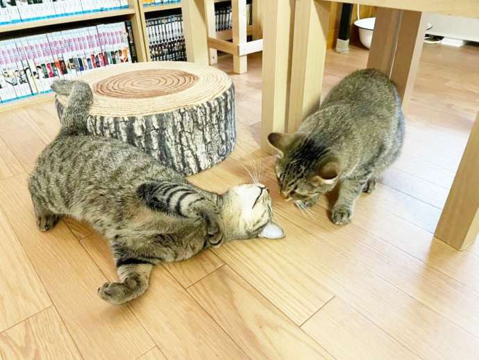 ねこじゃらし店内でじゃれあう2匹の猫