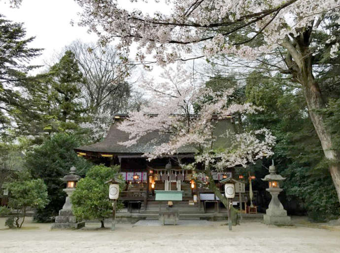 桜の季節の廣瀬大社