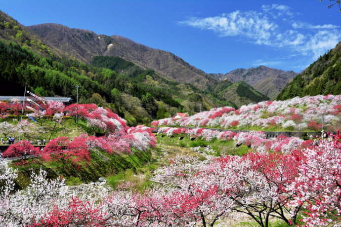 阿智村の花桃の里