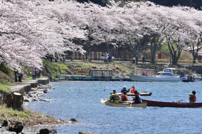 約800本の桜が見られる海津大崎桜並木