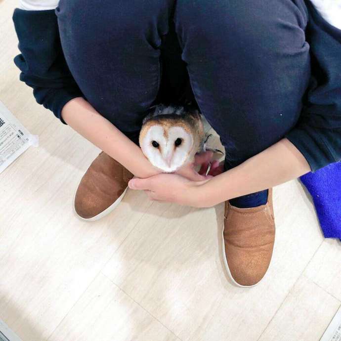 ふくろうの集うカフェQuillのメンフクロウとふれ合う写真