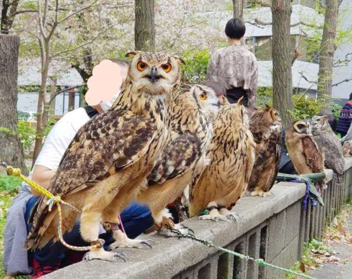 ふくろうの集うカフェQuillのお散歩会の様子の写真