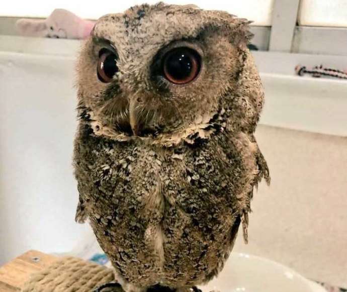 ふくろうの集うカフェQuillのルソンオオコノハズクの写真