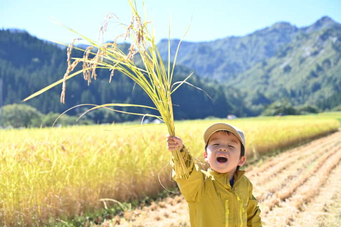 稲刈り体験をしている子ども