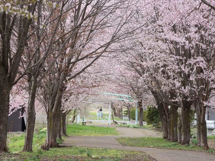 春の愛別町