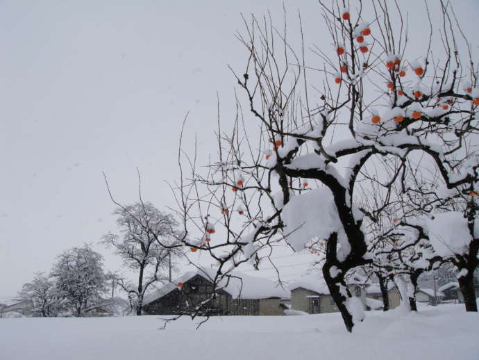 福島県会津坂下町の雪景色とみしらず柿