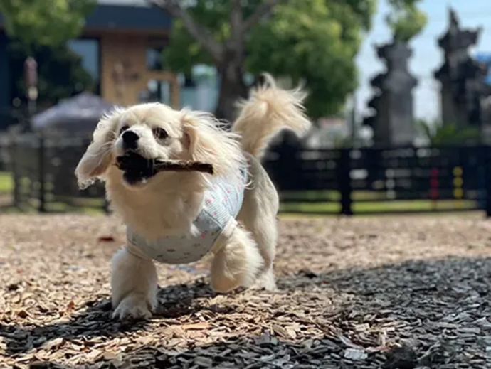 「愛犬の駅 伊豆高原」の屋外ドッグランで遊ぶ犬