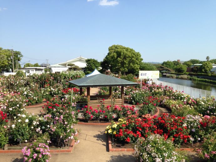 徳島県藍住町にある「藍住町バラ園」の花々