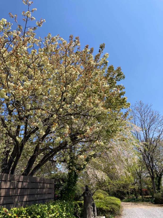 赤岩山光恩寺の春の景色