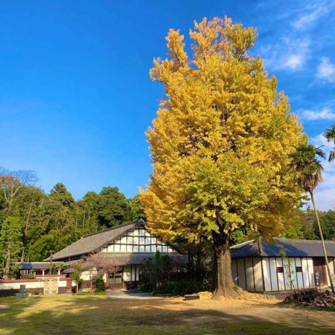 赤岩山光恩寺の大銀杏力