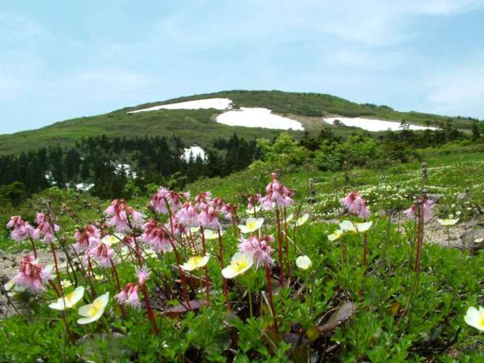 草花が咲く森吉山