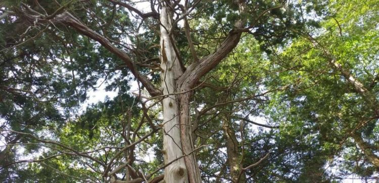 田村神社にある「枯れ木に巻きつくヒバ」