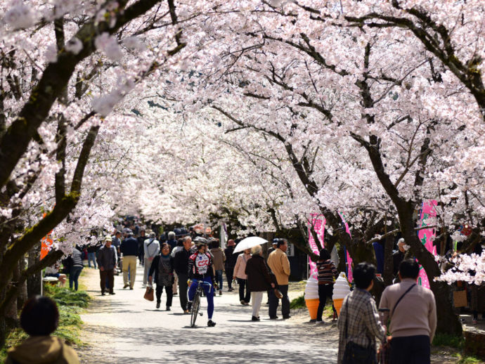 杉の馬場の桜並木