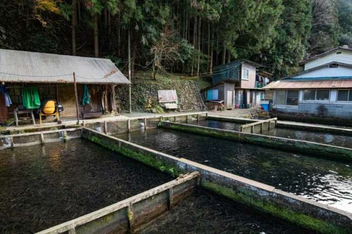 「釣り堀あまごの里」の養殖池（釣り堀）（その1）