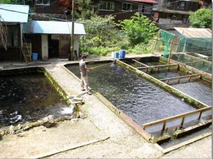 「釣り堀あまごの里」の養殖池（釣り堀）で釣りを楽しむ様子（その2）