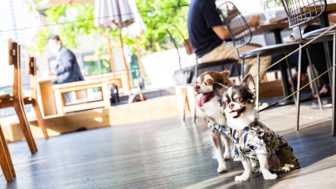 「＆ISLAND NAKANOSHIMA」のテラスでくつろぐ犬