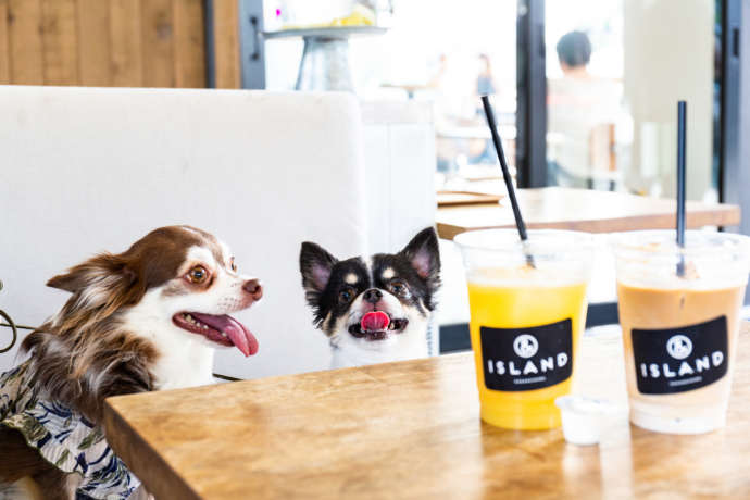 「＆ISLAND NAKANOSHIMA」のソファに座る犬