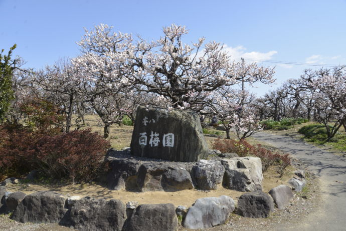 岐阜県安八町の「安八百梅園」