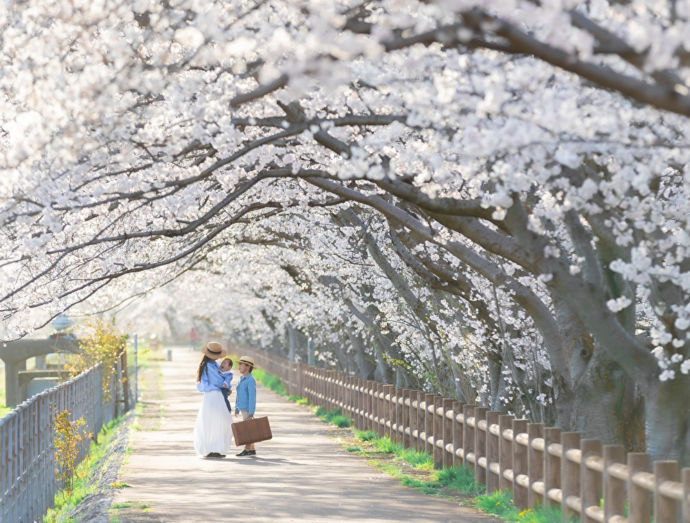 岐阜県安八町・中須川の千本桜