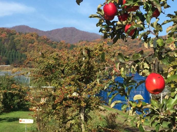 広島県庄原市でりんご狩りができる青才りんご園