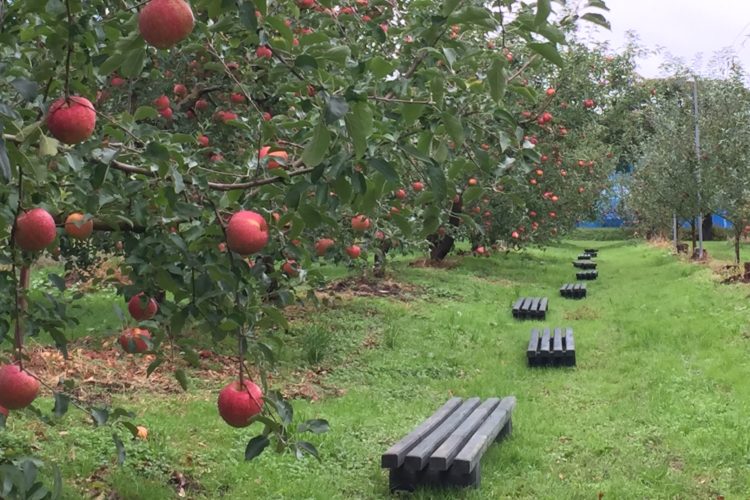 広島県庄原市でりんご狩りができる青才りんご園