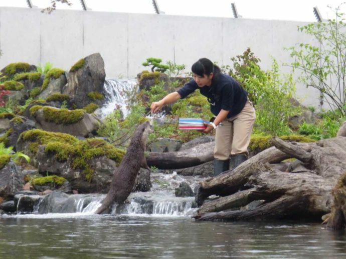 「環境水族館アクアマリンふくしま」のフィーディングタイム