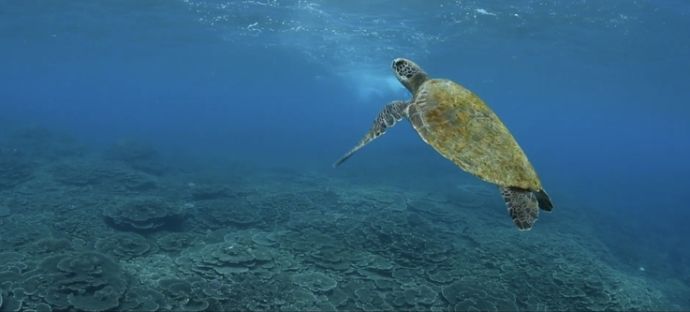 「東京都八丈島ダイビングショップアラベスク」のツアー中に撮ったアオウミガメの写真