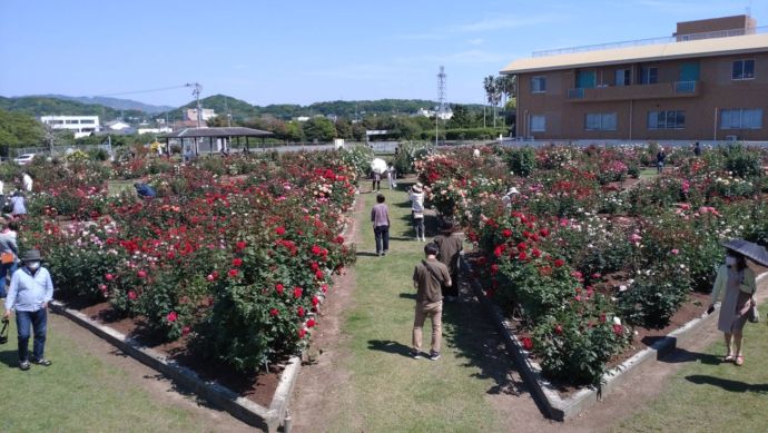 荒尾市にある「おもやい市民花壇」のバラ園