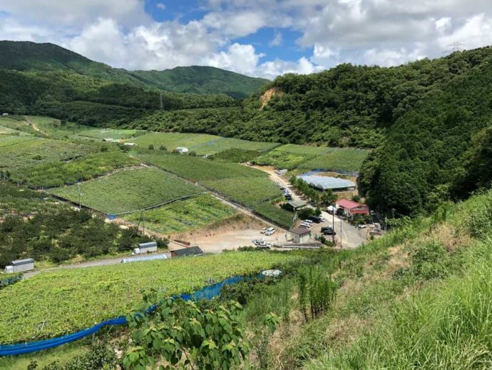 上から見た有田巨峰村 森園