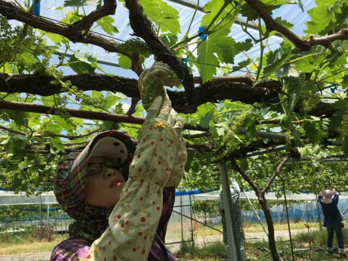 有田巨峰村 森園で作業するスタッフ