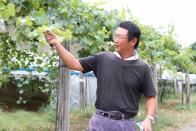 有田巨峰村 森園でぶどうの様子を見る森さん