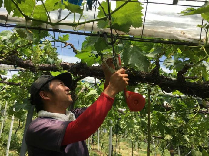 有田巨峰村 森園のスタッフさんがぶどうのお世話をする様子