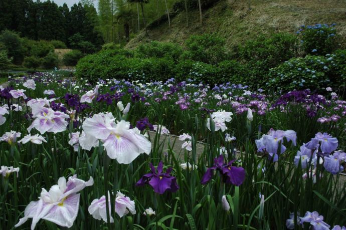 天子の水公園の花菖蒲