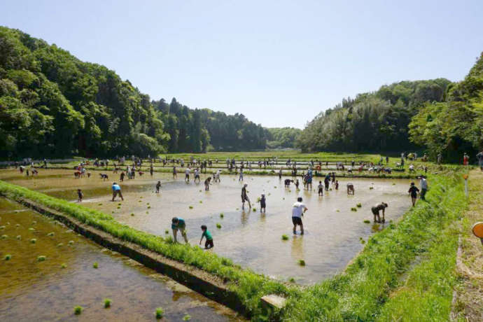 幽学が耕地整理を行った水田