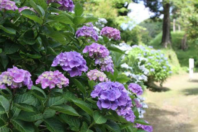 大原幽学遺跡史跡公園に咲くあじさい