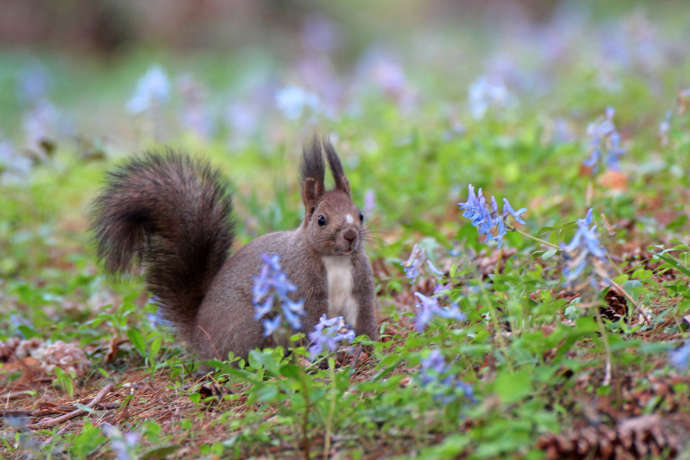 芦別市で見られる動物