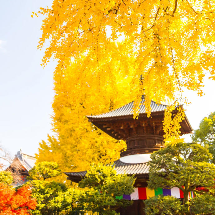 栃木県足利市にある鑁阿寺を彩るいちょう