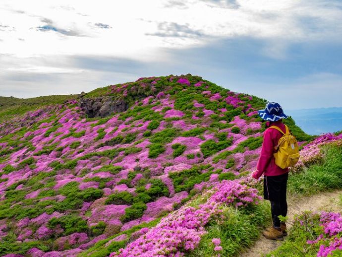 高岳の山頂付近でミヤマキリシマを眺める登山客