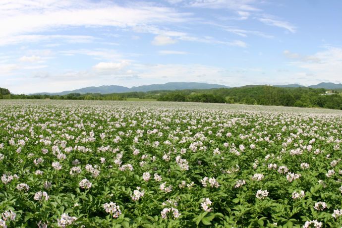 厚沢部町に広がるメークインの花畑