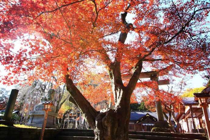 足羽神社の境内にある天然記念物のタカオモミジ