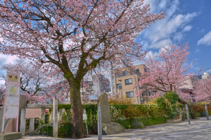 熱海市の熱海桜