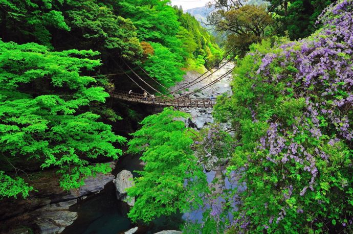 秘境にある「祖谷のかずら橋」