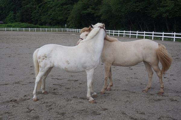 あわしま牧場の馬2頭